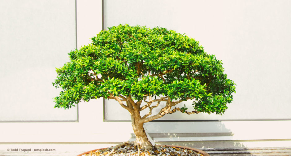 Bonsai © Todd Trapani – unsplash.com